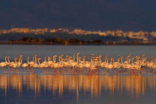 Catalan Ebro River (Tarragona)