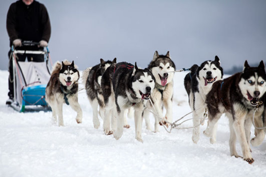 Sled dogs in Spain
